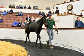 Tattersalls NNH 24 - Jeu St Eloi Lot 156