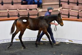 Tattersalls NNH 24 - Lot  321 Diamond Boy