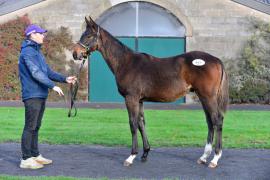 Tattersalls NNH 24 - Lot  448 Blue Bresil