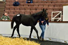 Tattersalls NNH 24 - Lot  416 Harzand