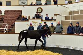 Tattersalls NNH 24 - Lot  416 Harzand 