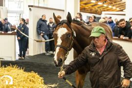 Tattersalls SYL 24 - Lot 64