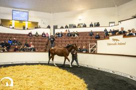 Tattersalls SYL 24 - Lot 64