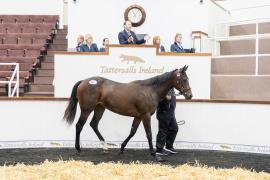 Tattersalls SY2 24 - Lot 598