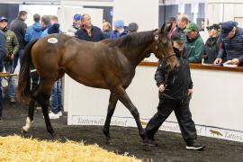 Tattersalls SY2 24 - Lot 593