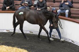 Tattersalls SY2 24 - Lot 641