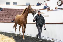 Tattersalls SY2 24 - Lot 598