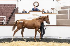 Tattersalls SY2 24 - Lot 598