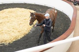 Tattersalls SY2 24 - Lot 611