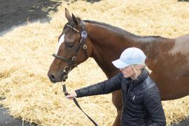 Tattersalls SY2 - Lot 611