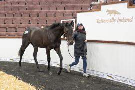 Tattersalls SY2 24 - Lot 641