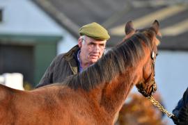 Tattersalls NNH 24 - Aidan Murray