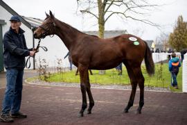 Lot 529 Blue Bresil (FR) / Chill Time (IRE) 
