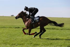 Lot  101 TIG0479Tattersalls