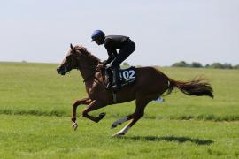 Lot  102 TIG1148Tattersalls