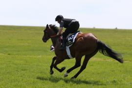 Lot  103 TIG2589Tattersalls