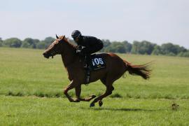 Lot  105 TIG1701Tattersalls