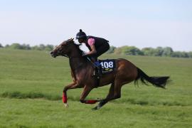 Lot  108 TIG0316Tattersalls