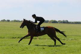 Lot  109 TIG1995Tattersalls