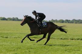 Lot  110 TIG1042Tattersalls