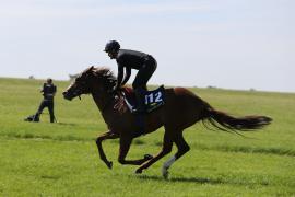 Lot  112 TIG1264Tattersalls