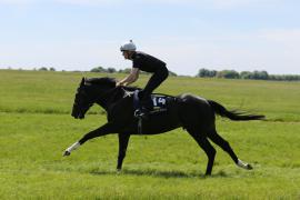 Lot  114 TIG2616Tattersalls