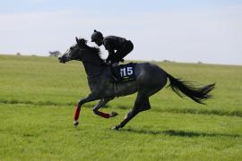 Lot  115 TIG0902Tattersalls