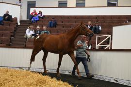 Lot 116 Diamond Boy 30524 1