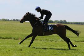 Lot  116 TIG2052Tattersalls