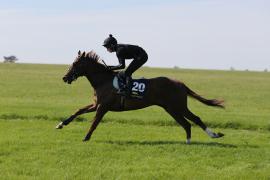 Lot  120 TIG0925Tattersalls