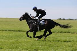 Lot  127 TIG0507Tattersalls