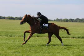 Lot  130 TIG0866Tattersalls