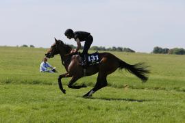 Lot  131 TIG1132Tattersalls