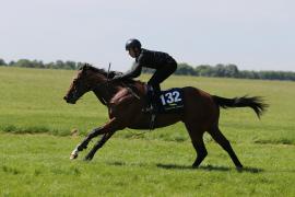 Lot  132 TIG1248Tattersalls