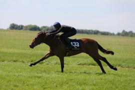 Lot  133 TIG1750Tattersalls