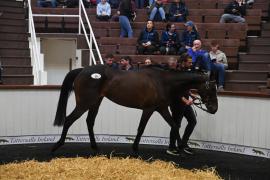 Lot 13 Mullanour PTP24