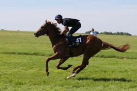 Lot  141 TIG0792Tattersalls