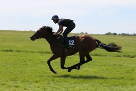 Lot  142 TIG2285Tattersalls