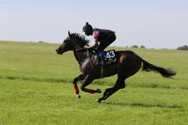 Lot  143 TIG0805Tattersalls