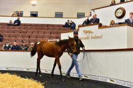 Tattersalls NNH 24- Well Chosen Lot 143