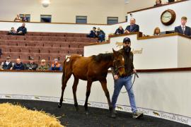 Tattersalls NNH 24 - Well Chosen Lot 143