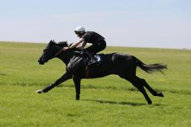 Lot  145 TIG0677Tattersalls