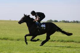 Lot  146 TIG0623Tattersalls