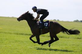 Lot  147 TIG1841Tattersalls