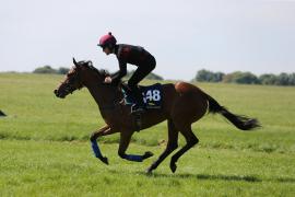 Lot  148 TIG1363Tattersalls