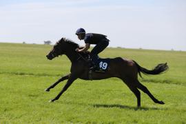 Lot  149 TIG1172Tattersalls