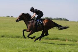 Lot  151 TIG0456Tattersalls