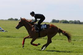 Lot  152 TIG1639Tattersalls