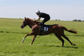 Lot  153 TIG0776Tattersalls