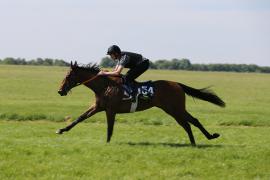 Lot  154 TIG1034Tattersalls